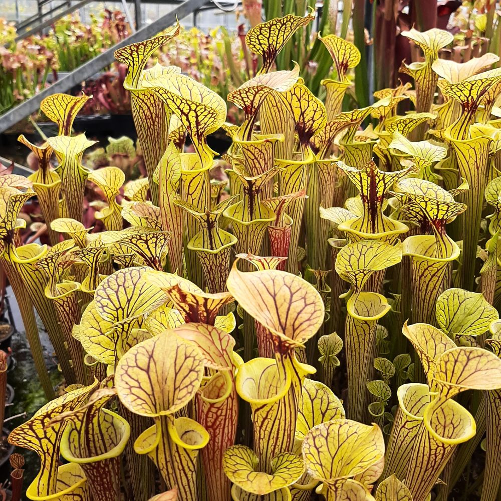 var. ornata ("Black Veins" x "Pencil Stripe")