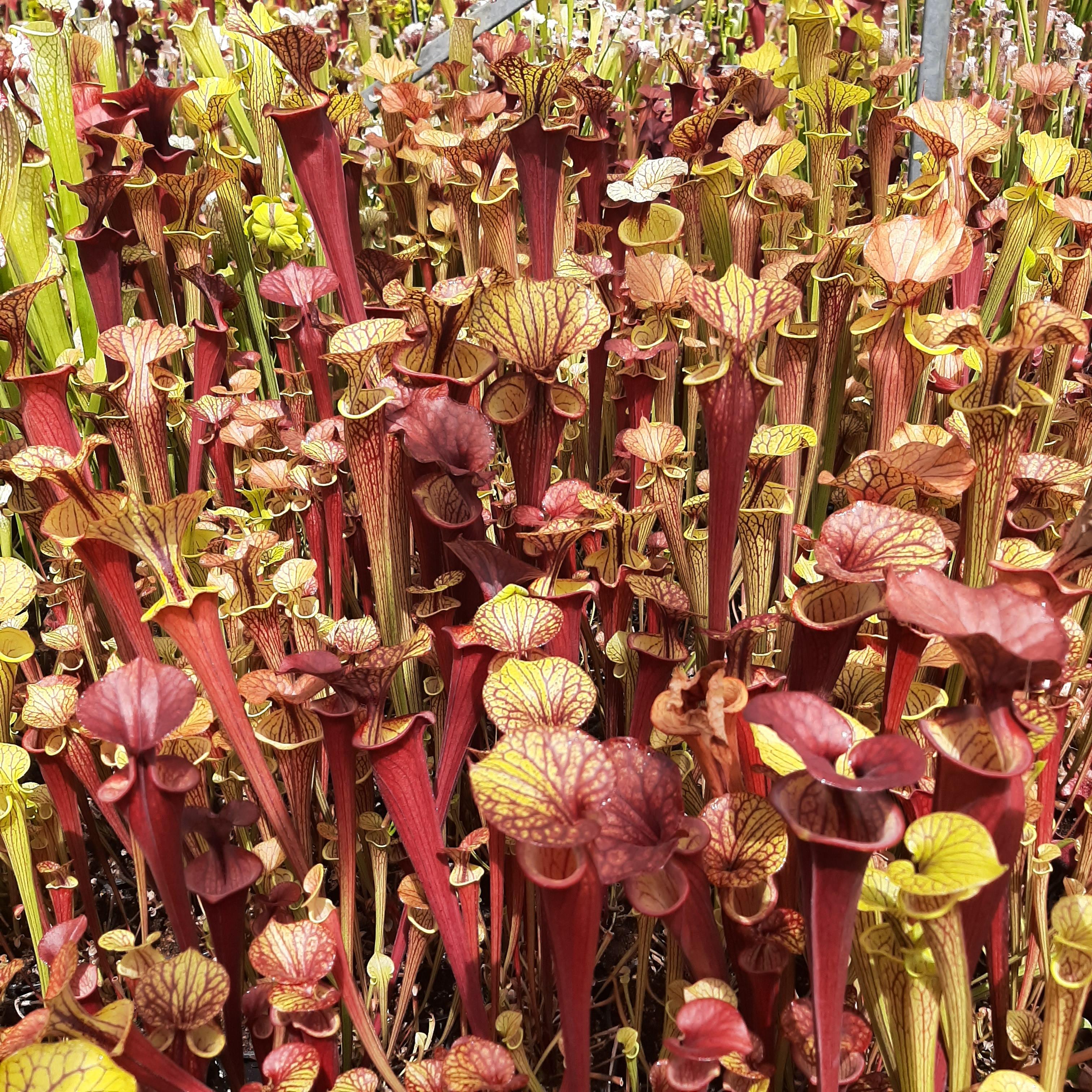 'Waccamaw' x 'Black Veins' (seedgrown individuals)