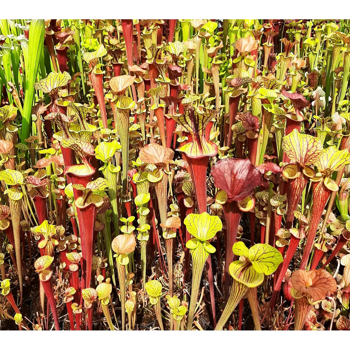 'Waccamaw' x 'Black Veins' (seedgrown individuals)