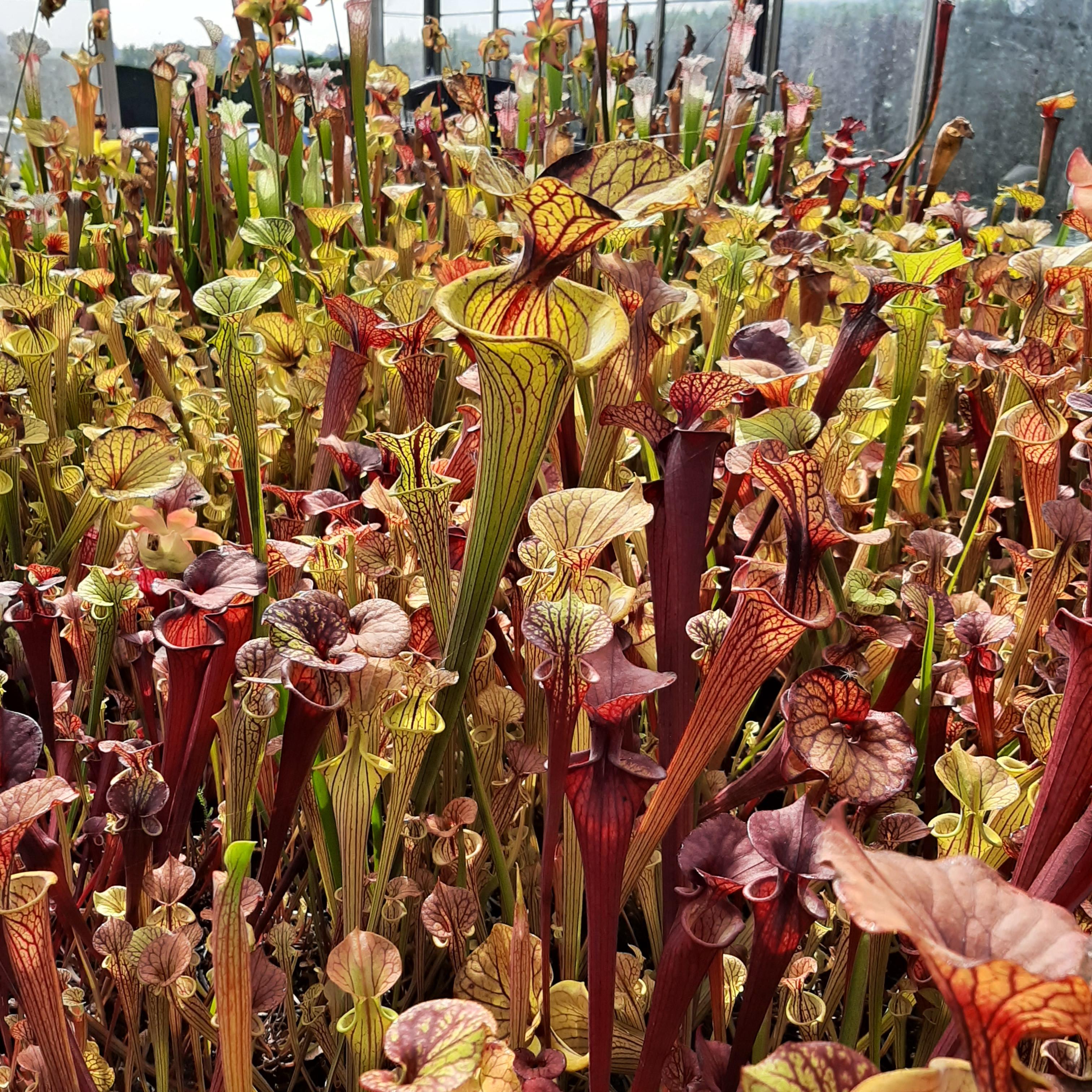 'Waccamaw' x 'Black Veins' (seedgrown individuals)