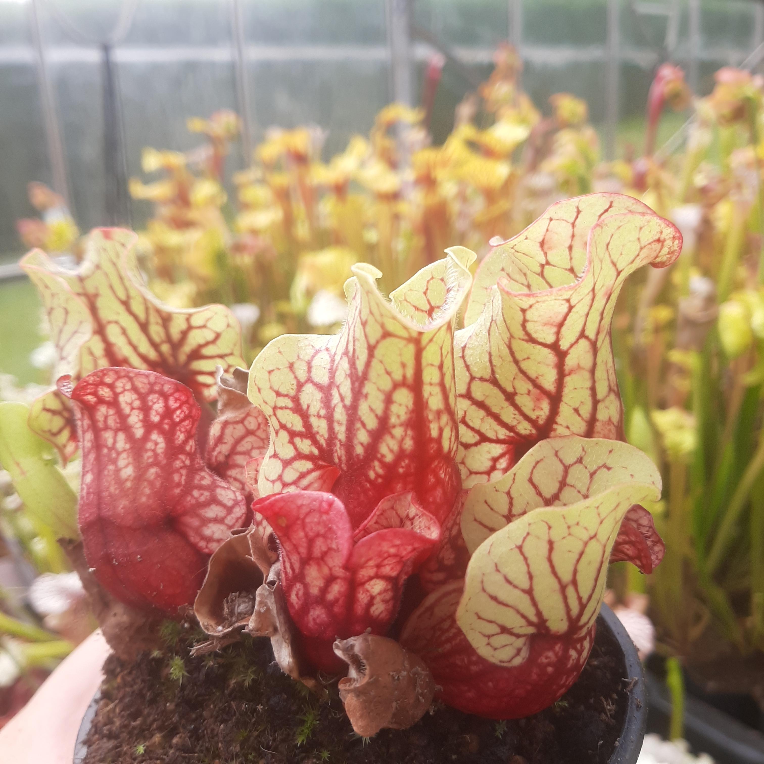 ssp. venosa (Belly of Blood x Belly of Blood)