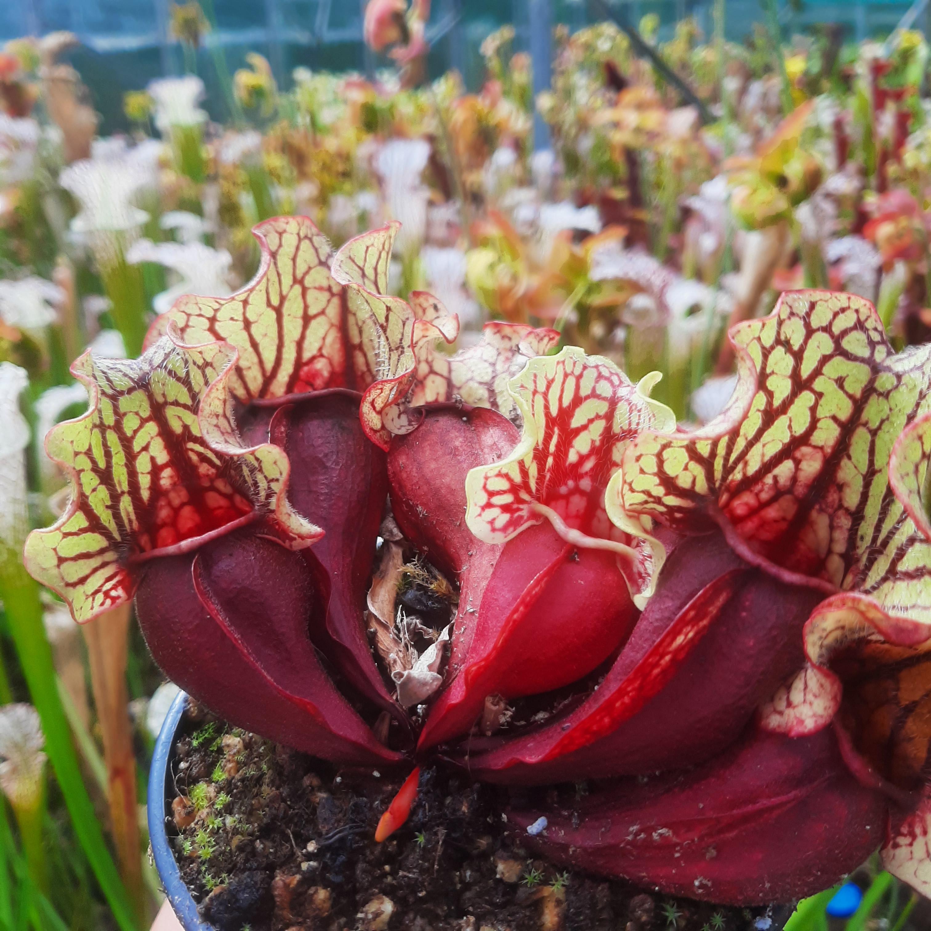 ssp. venosa (Belly of Blood x Belly of Blood)