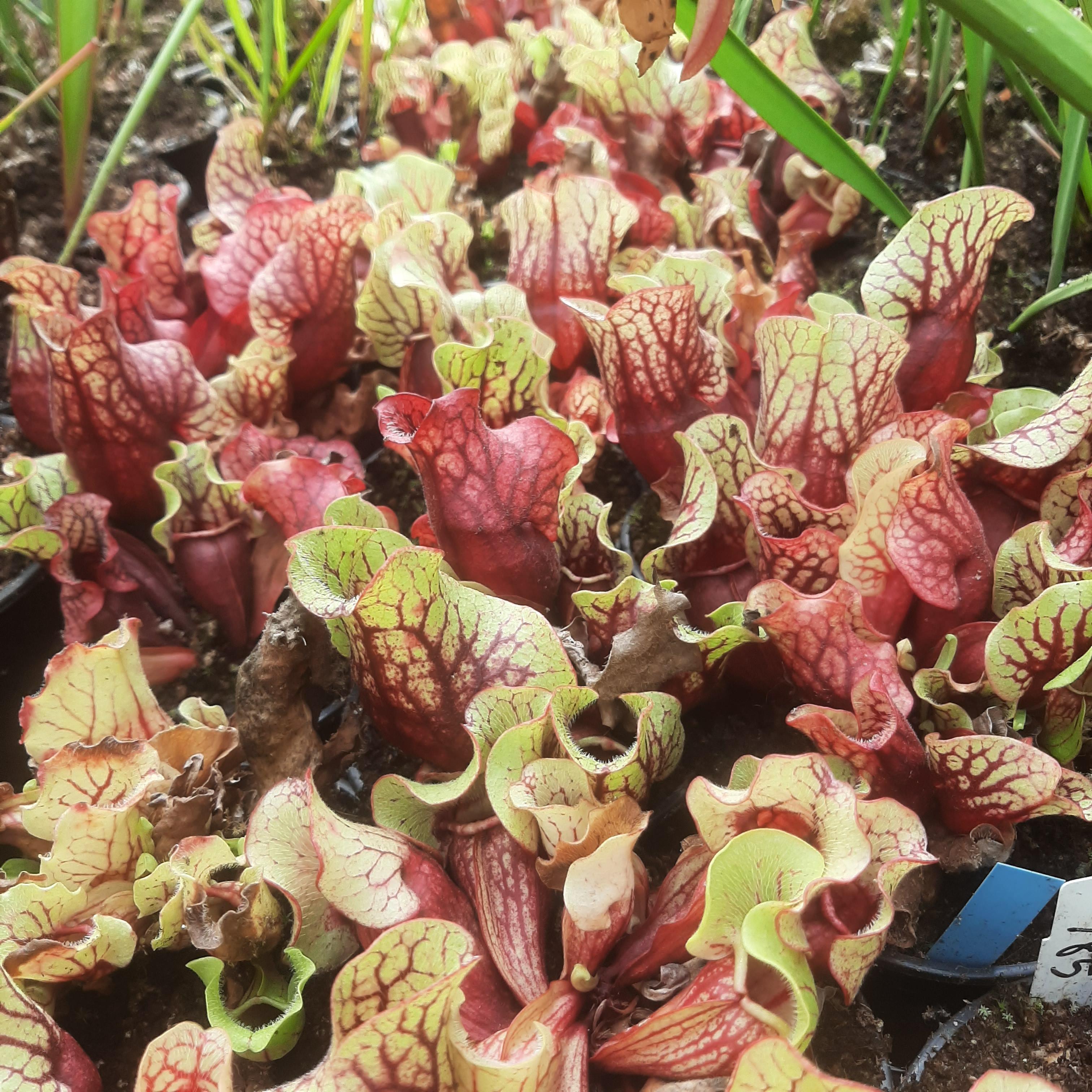 ssp. venosa (Belly of Blood x Belly of Blood)