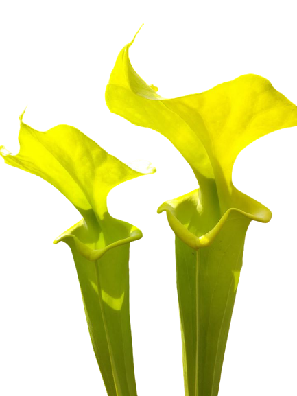 f. viridescens, Telogia, Fl.