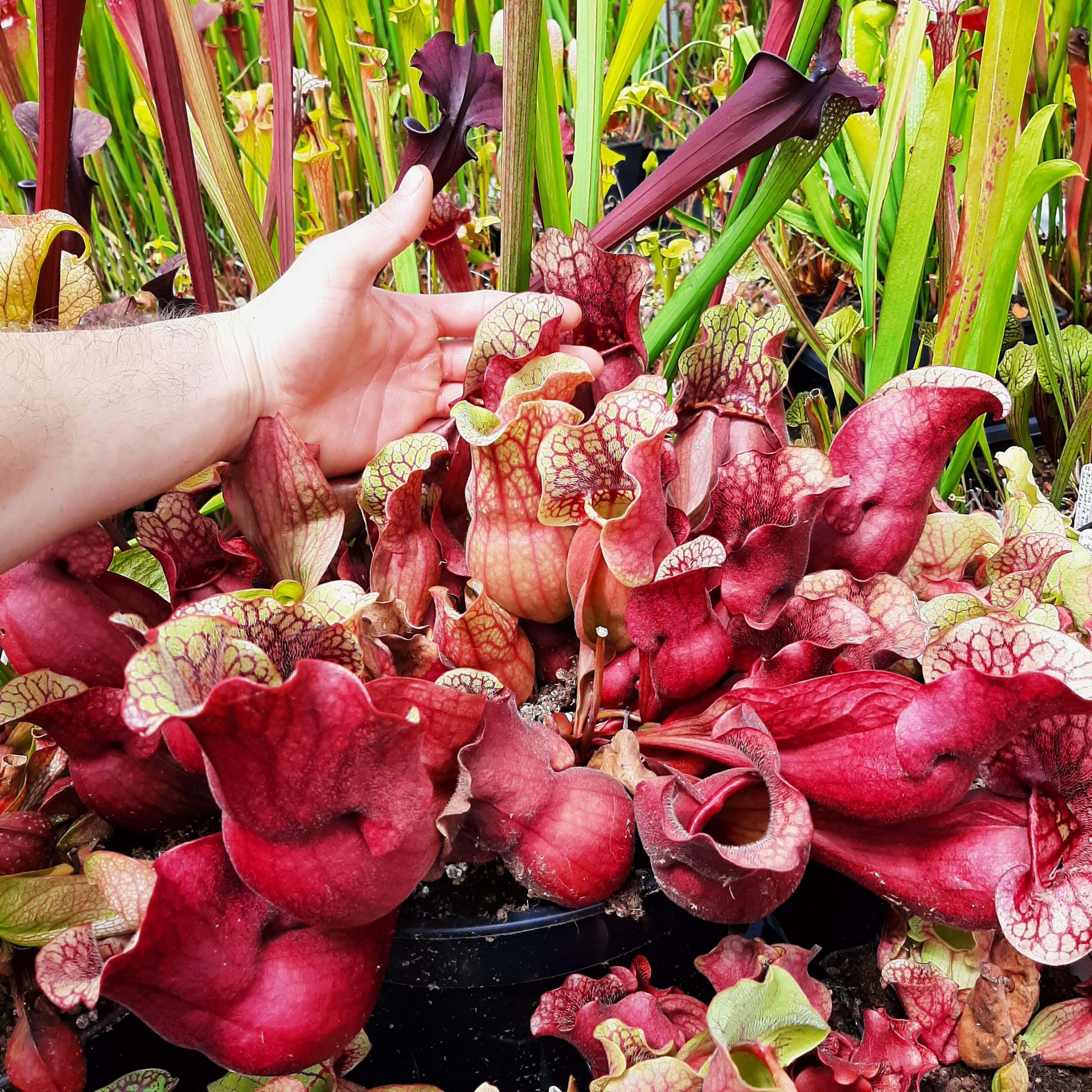 'Chipola Giant' x 'Dresden Giant' (seedgrown individuals, adult single growth point)