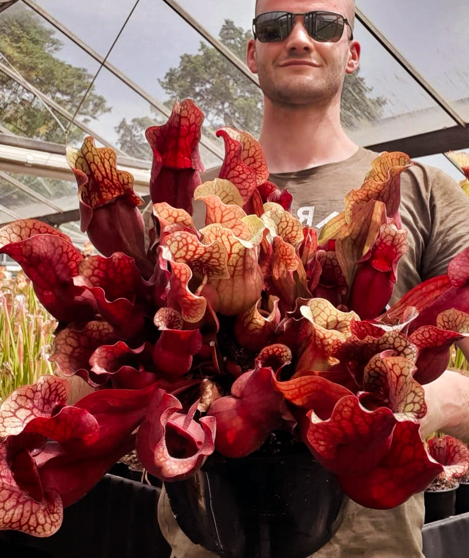 'Chipola Giant' x 'Dresden Giant' (seedgrown individuals, adult single growth point)