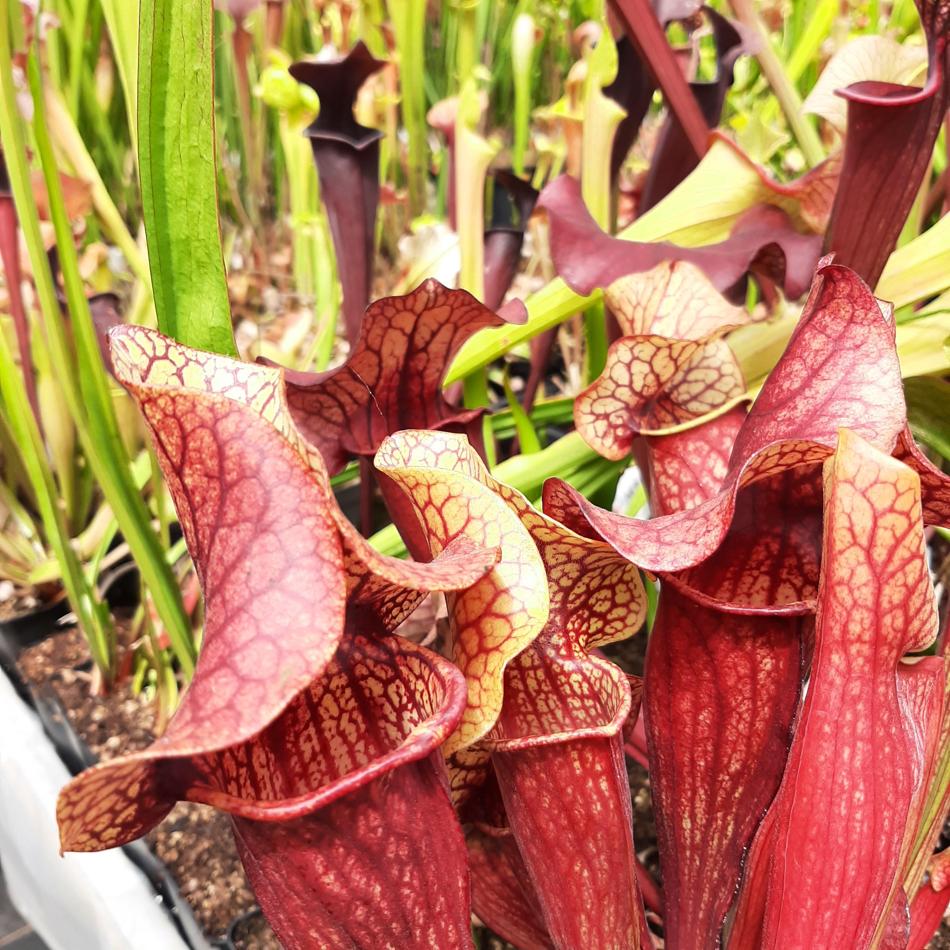 x catesbaei ("Waccamaw" x purpurea)