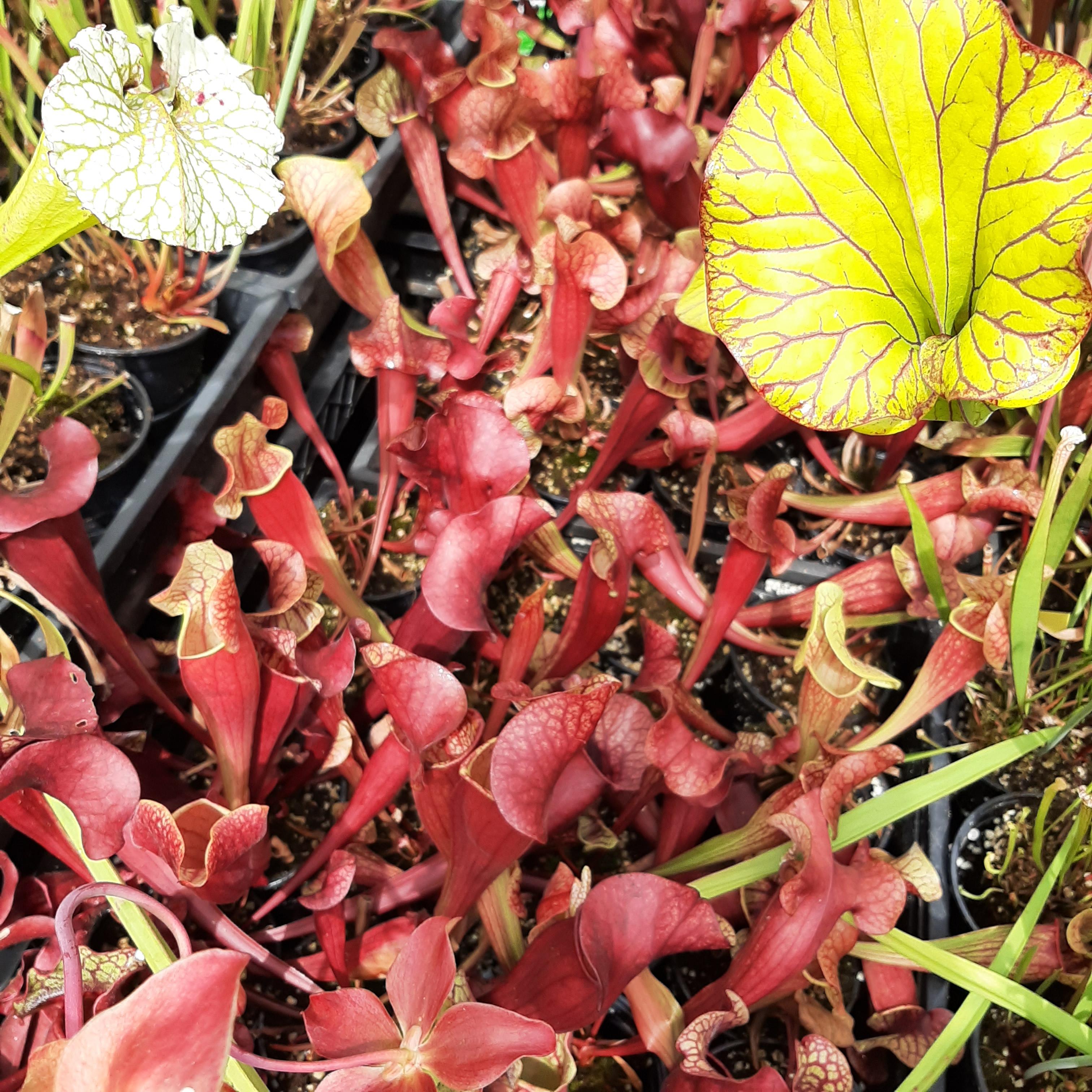 x catesbaei ("Waccamaw" x purpurea)