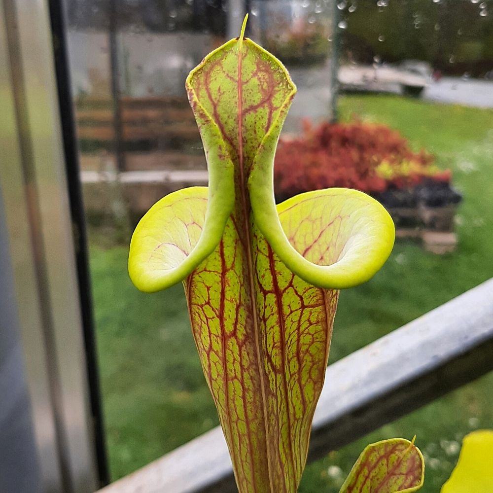 var. ornata, Lidless (MK F221)