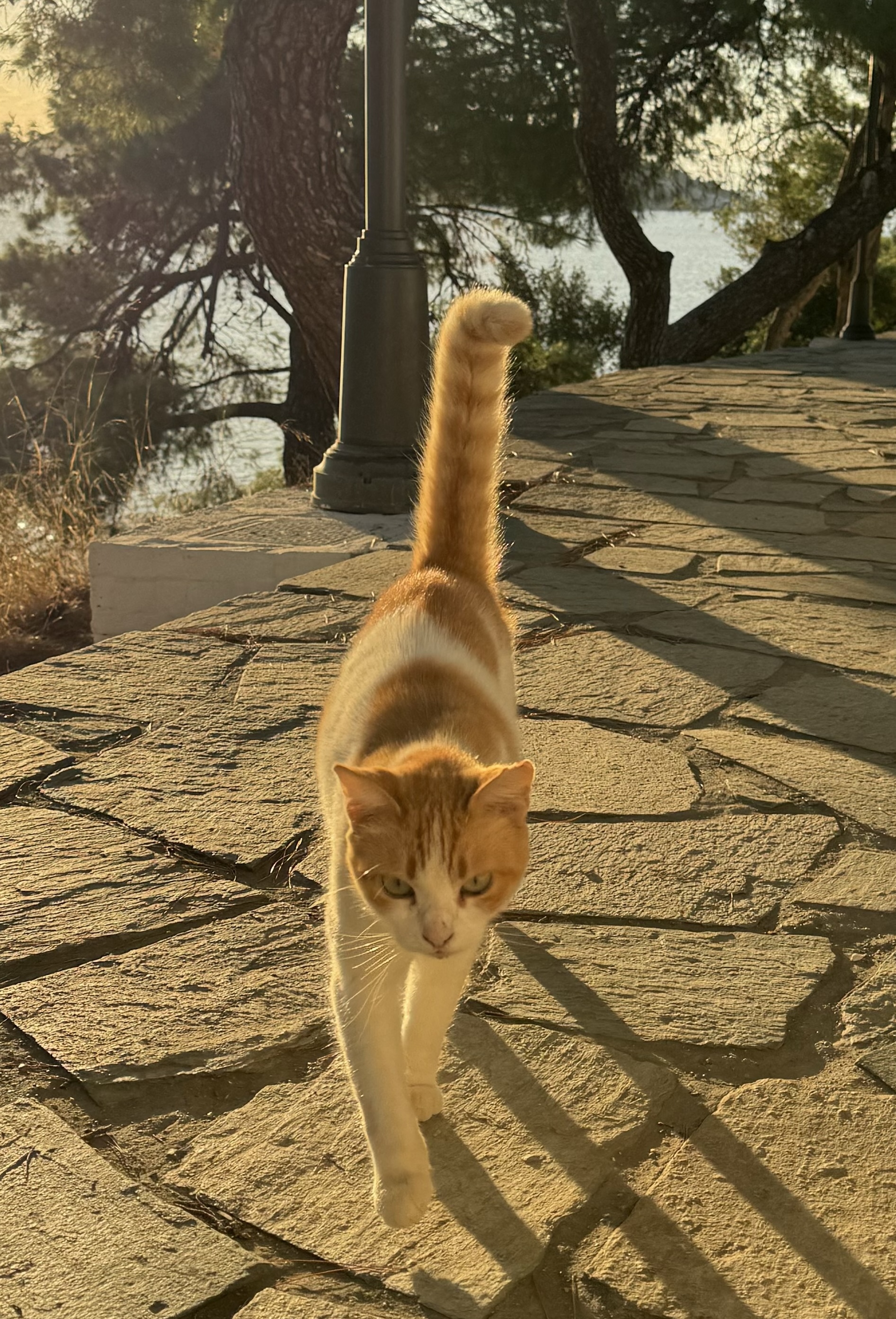 Offer a Christmas day dinner to 2 cats