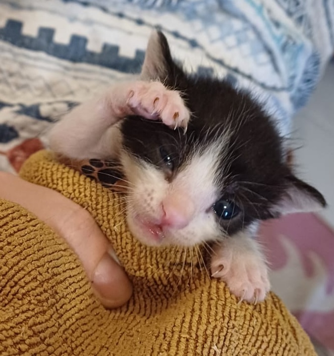 A Christmas Kiss from a kitten token