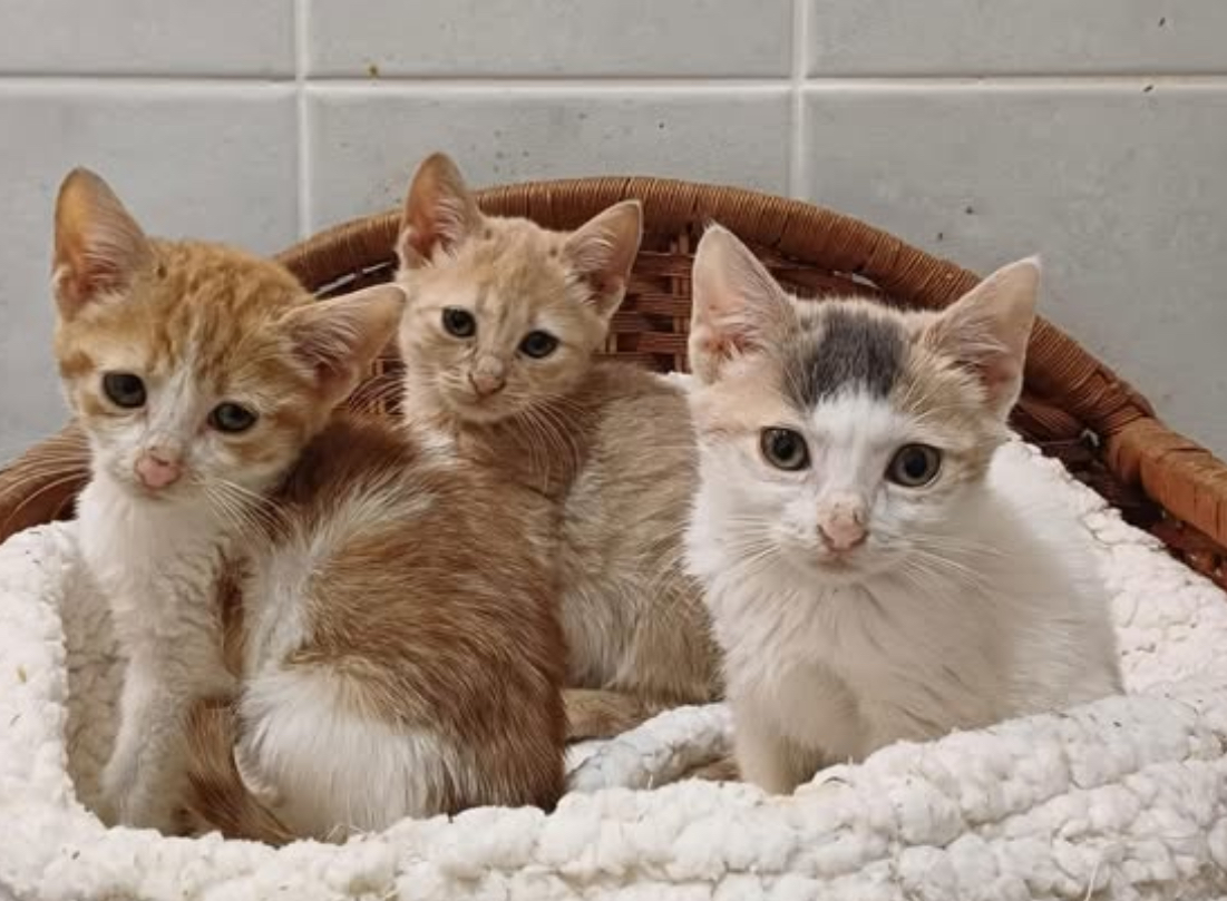 Vaccinate 1 kitten/cat