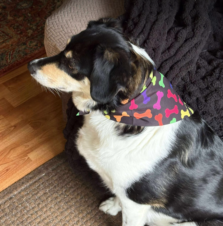 Ely Wholesale Bulk Pet Bandanas
