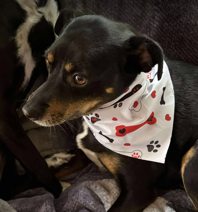 Ely Wholesale Bulk Pet Bandanas