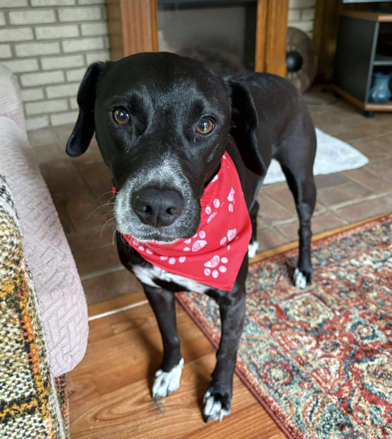 Ely Wholesale Bulk Pet Bandanas