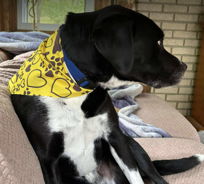 Ely Wholesale Bulk Pet Bandanas
