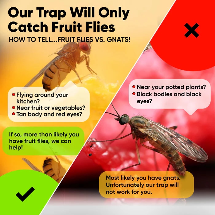 Ely Wholesale Ultimate Fruit Fly Trap