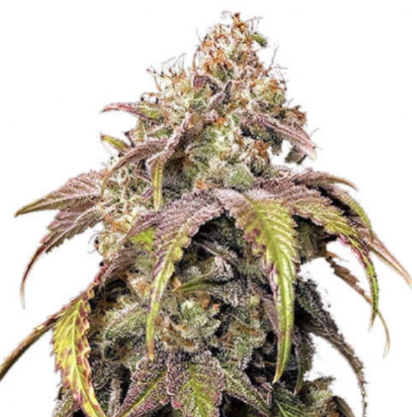 Ely Wholesale Grow Lights