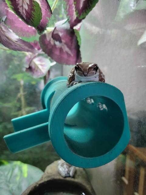 3D Printed Frog Hide