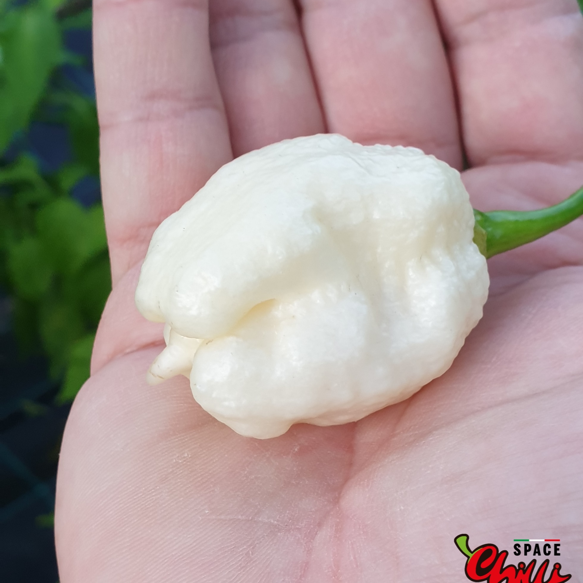 Whynot Pepper Whynot pepper