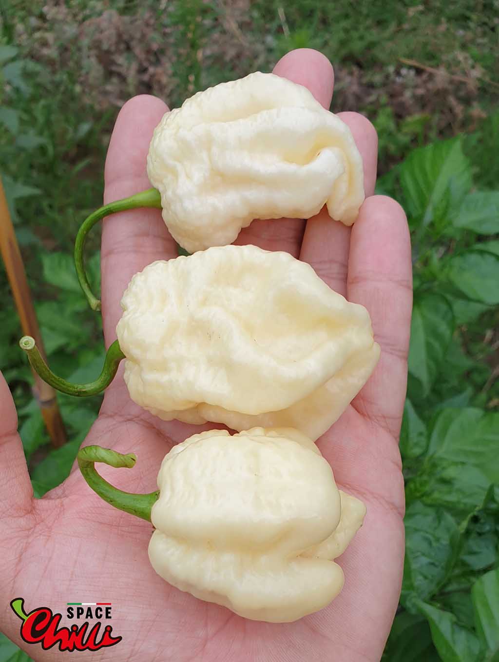 Whynot Pepper Whynot pepper