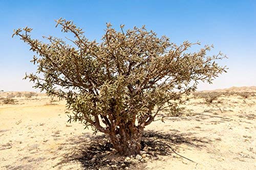 Organic frankincense oil 15ml
