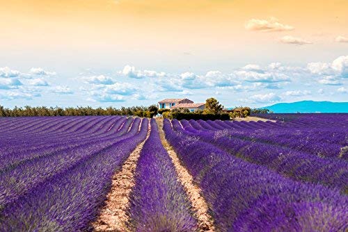 Organic Lavender oil 15ml