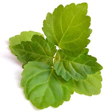 Organic Patchouli oil 15ml