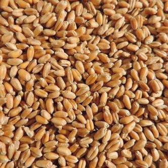 Organic Whole Wheat Grains 5kg