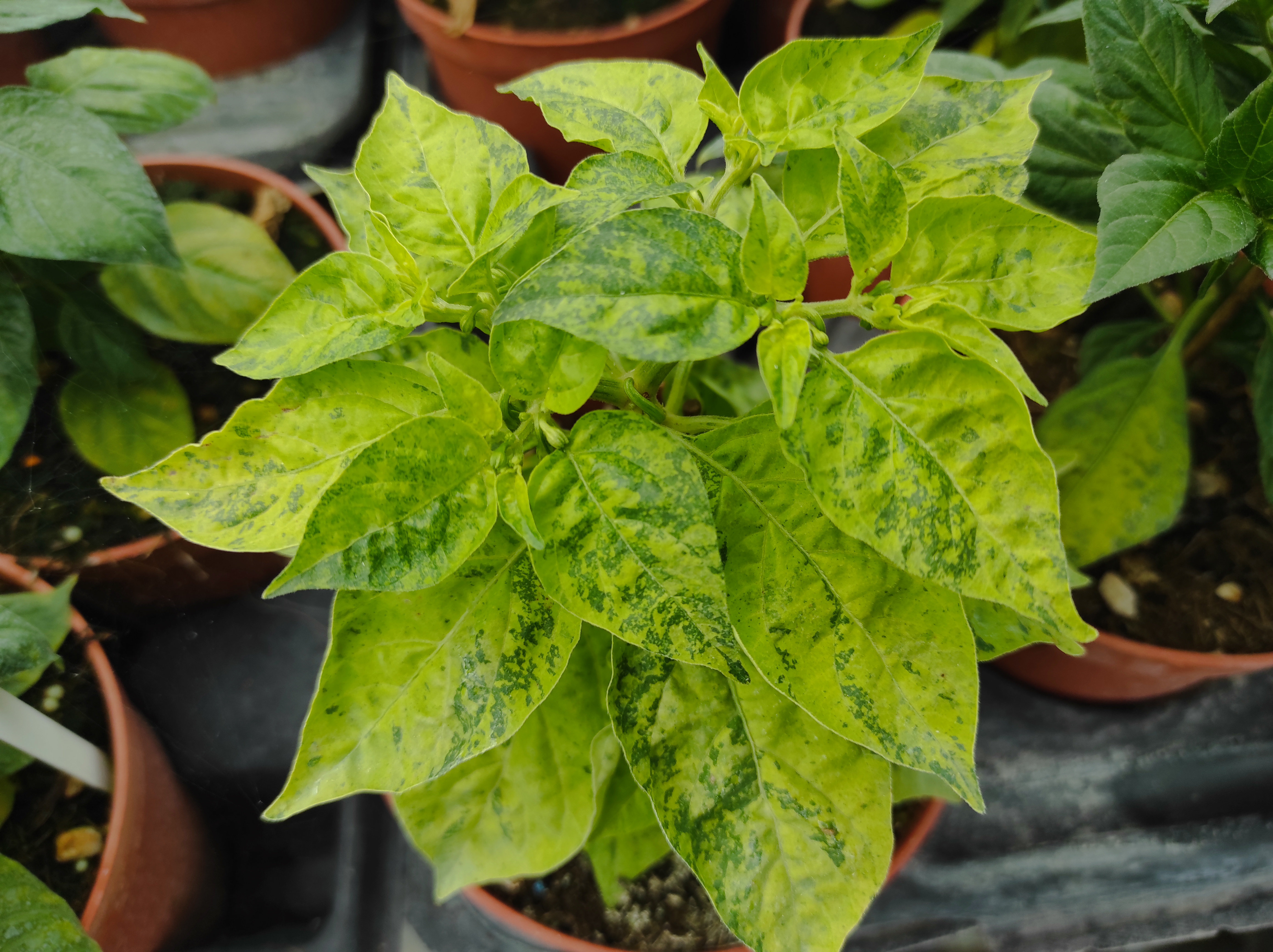 10+ Semi/Seeds Pepper Ninfadora