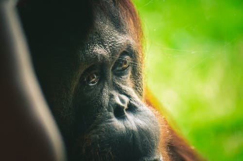 Orangutan1