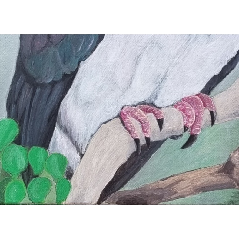 Kererū - Canvas Print