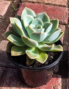 Echeveria for sale Pretoria