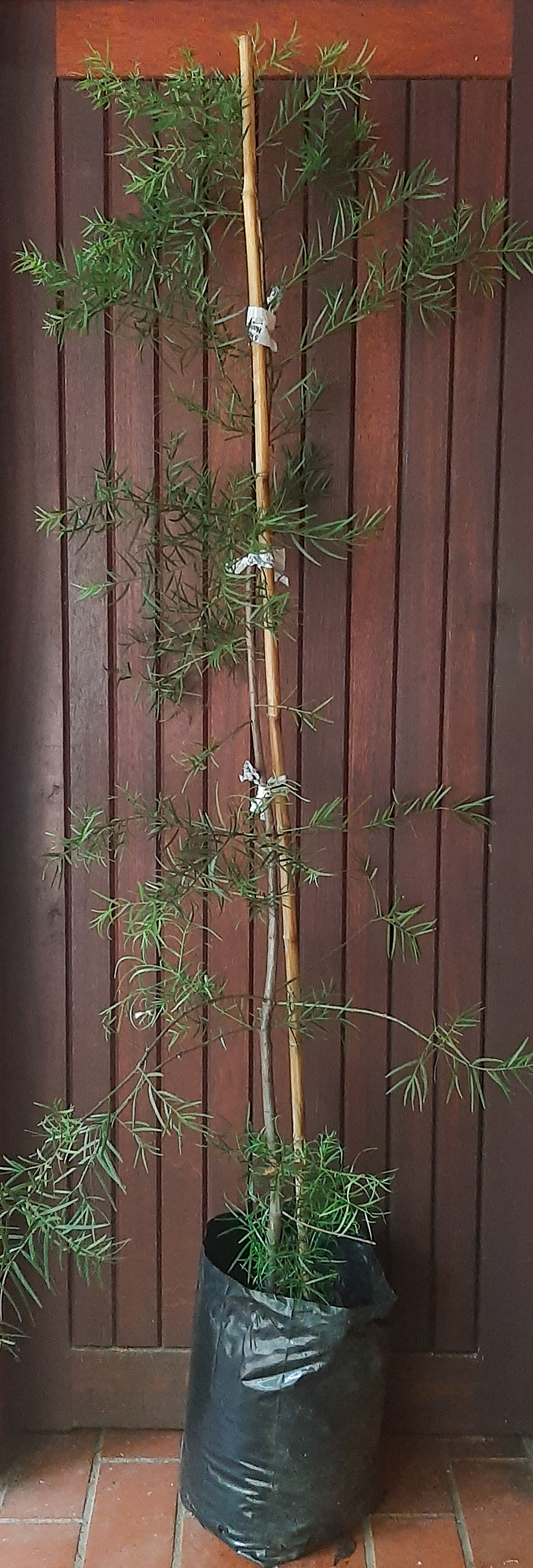 Outeniqua Yellowwood Afrocarpus falcatus for sale