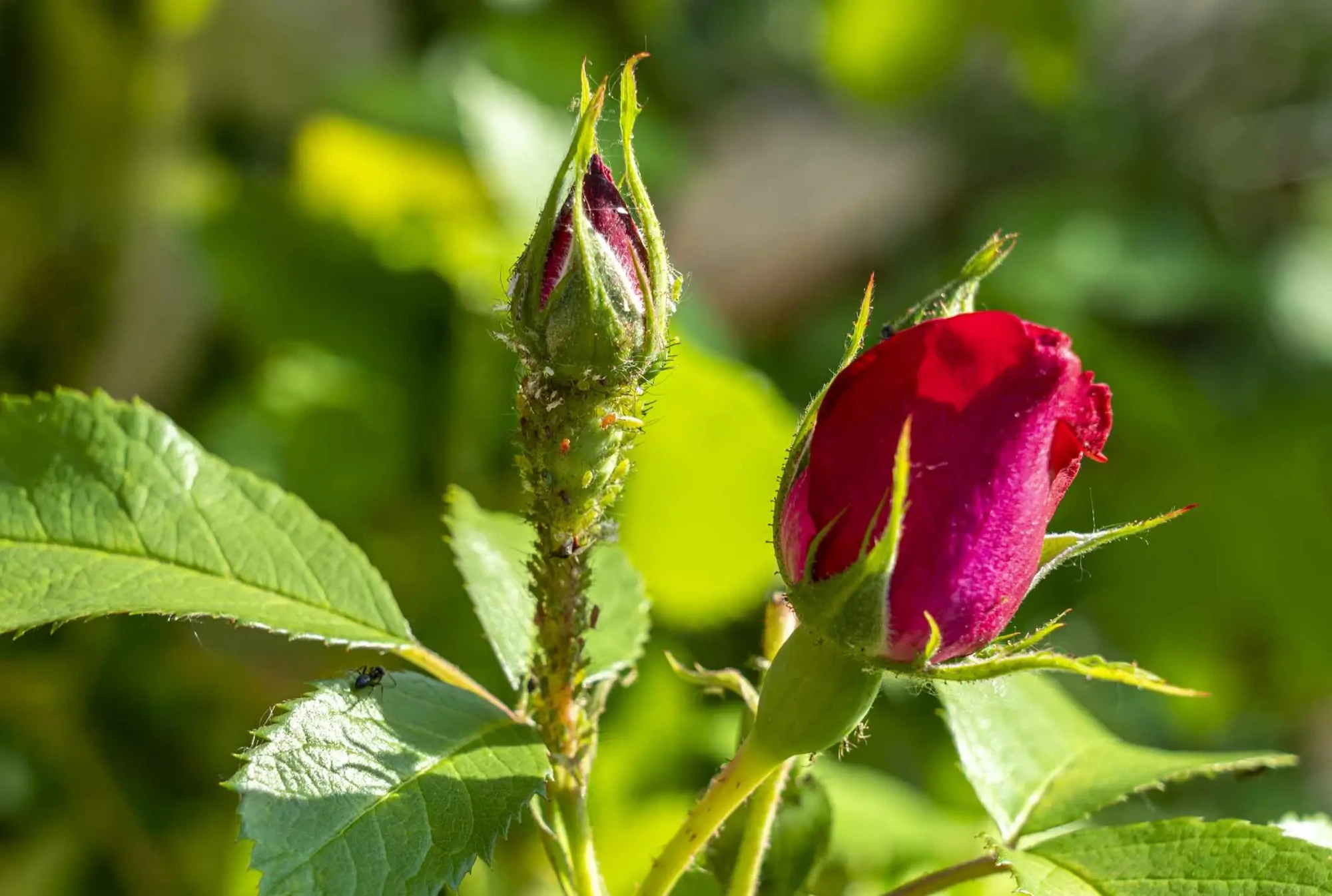 How to Get Rid of Aphids on Roses (Safely and Effectively)