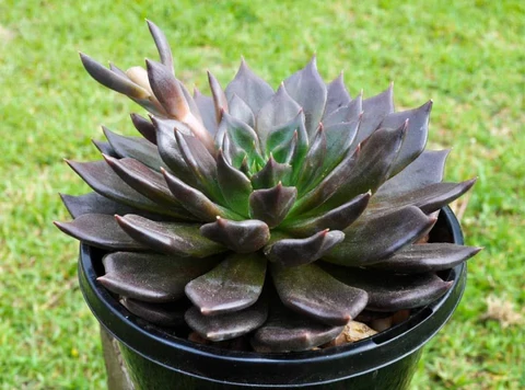 Echeveria for sale Pretoria