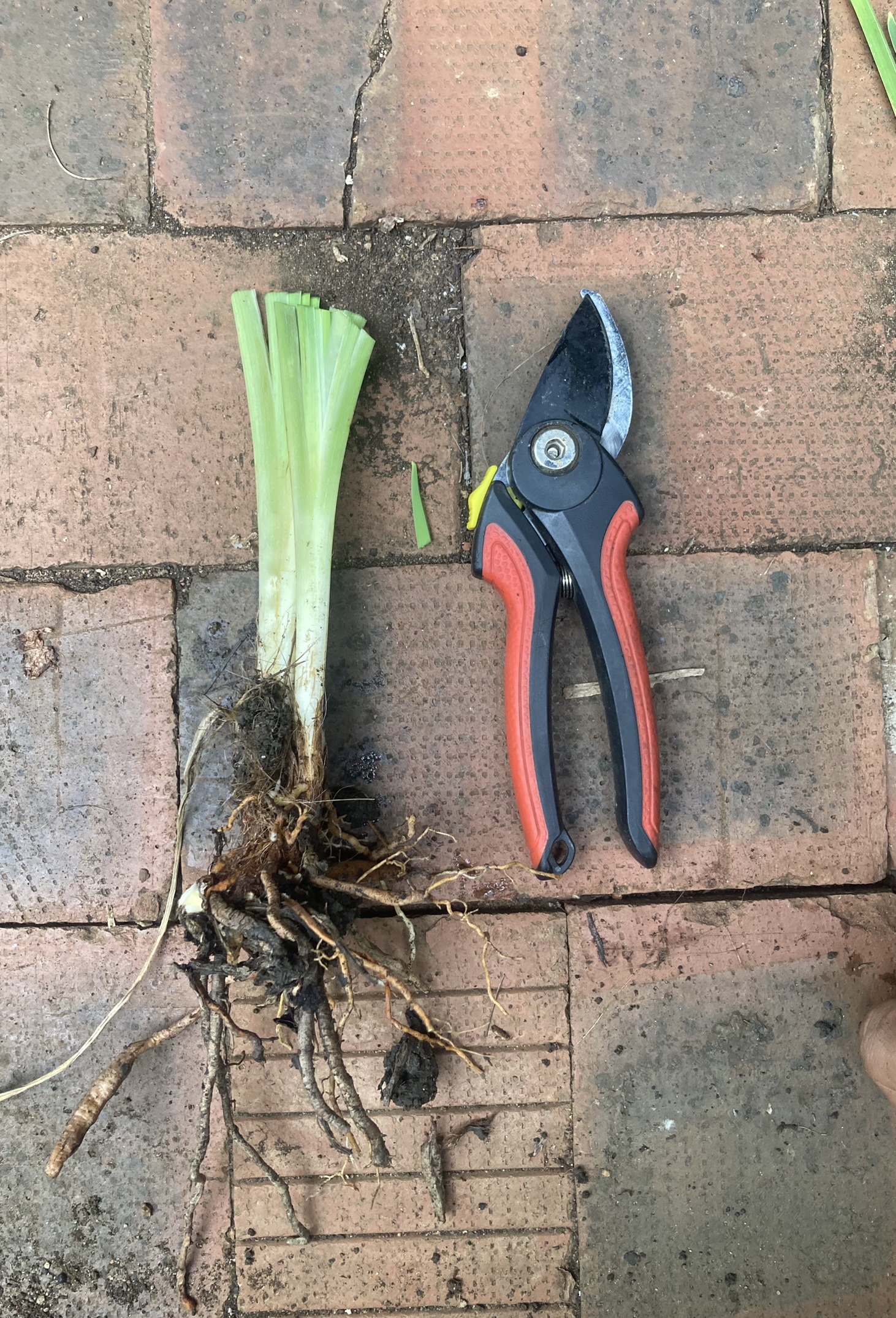 Daylilies for sale mailorder