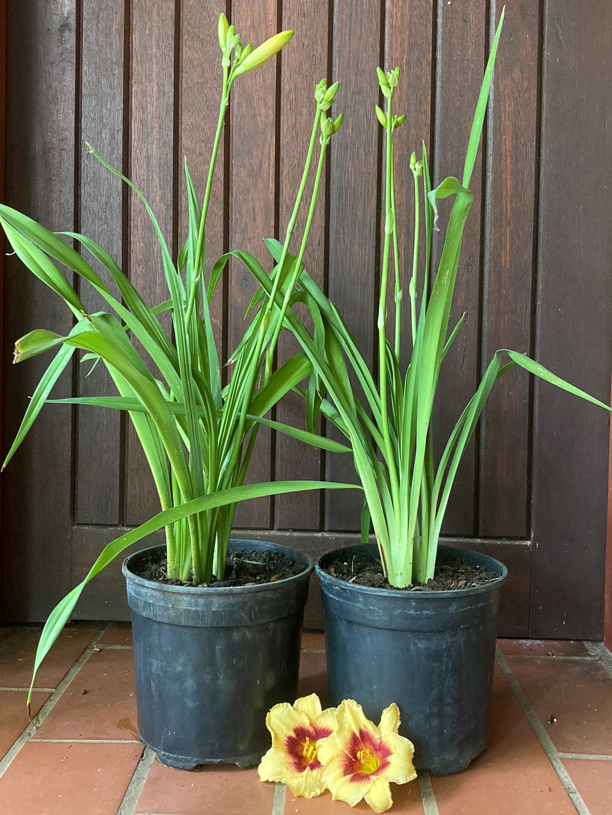 Daylily Boorobin Magic for sale