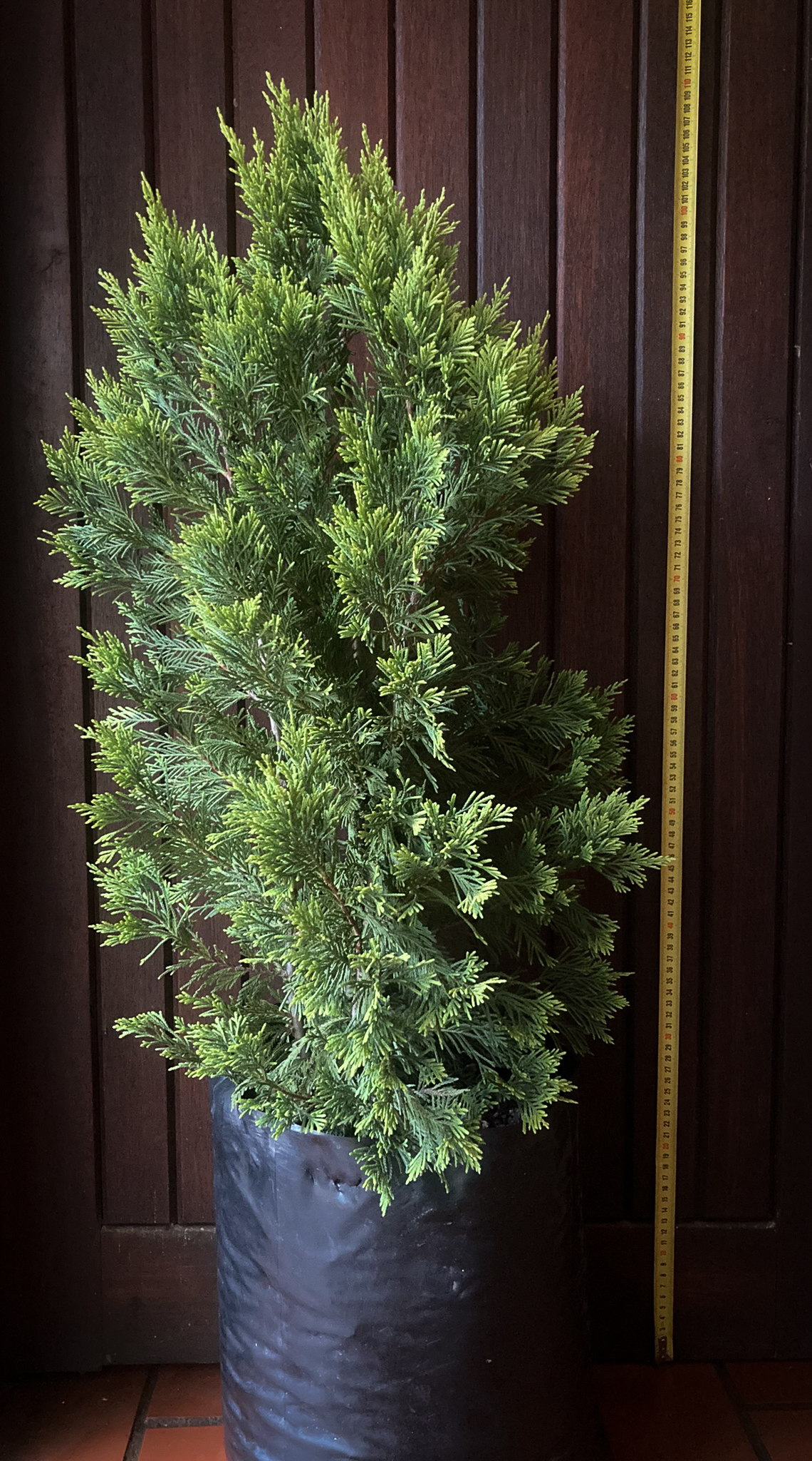 Golden Leyland Cypress Gold Rider Trees for sale