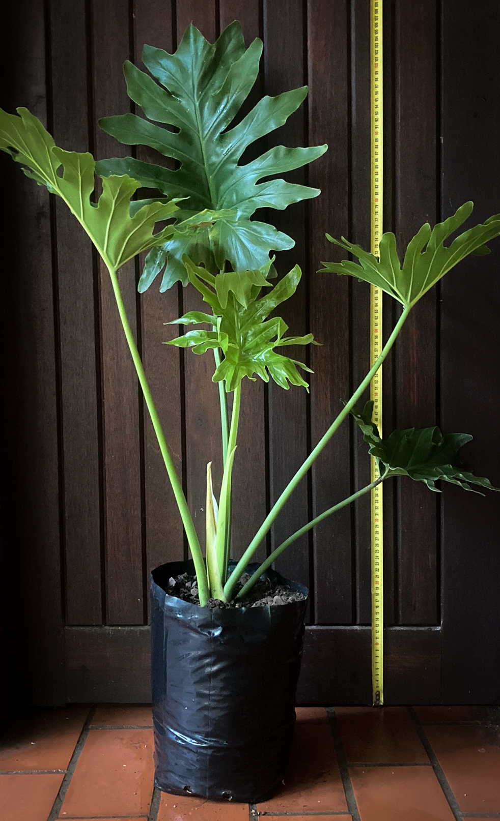 Philodendron selloum for sale