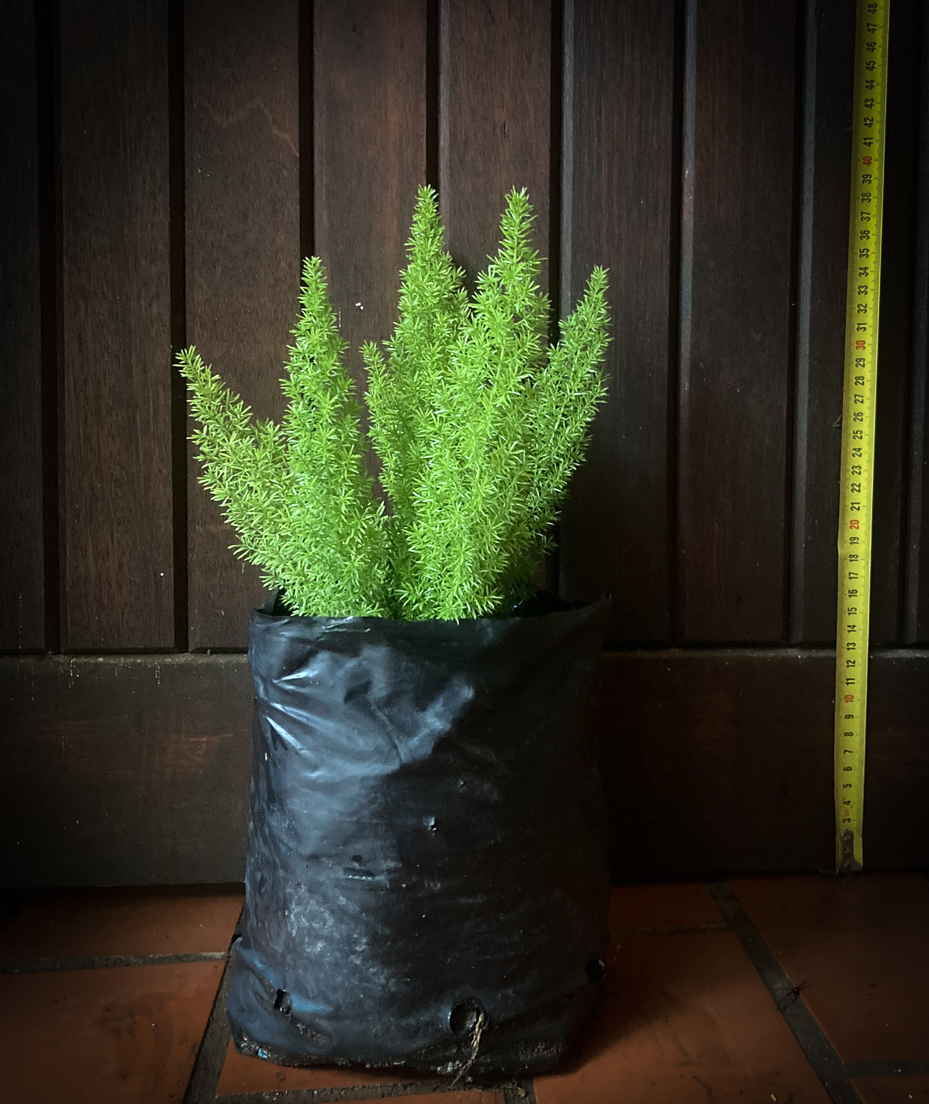 Foxtail Fern Plants For Sale Pretoria