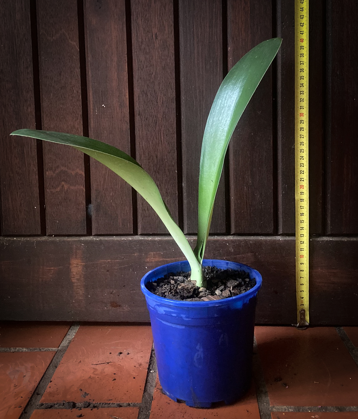 Haemanthus albiflos for sale