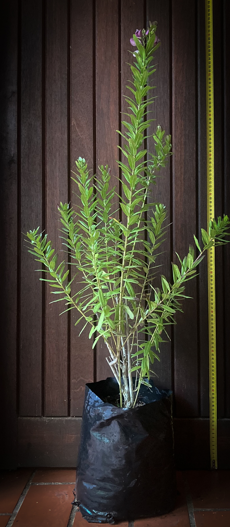Polygala bush for sale