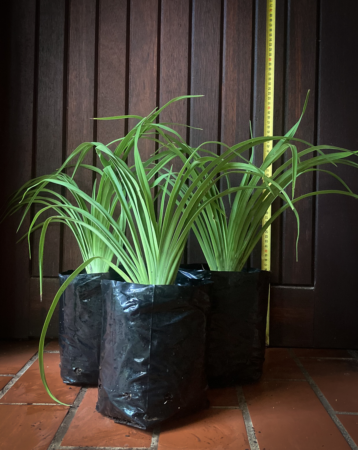 Daylily Galaxy Explosion 4L