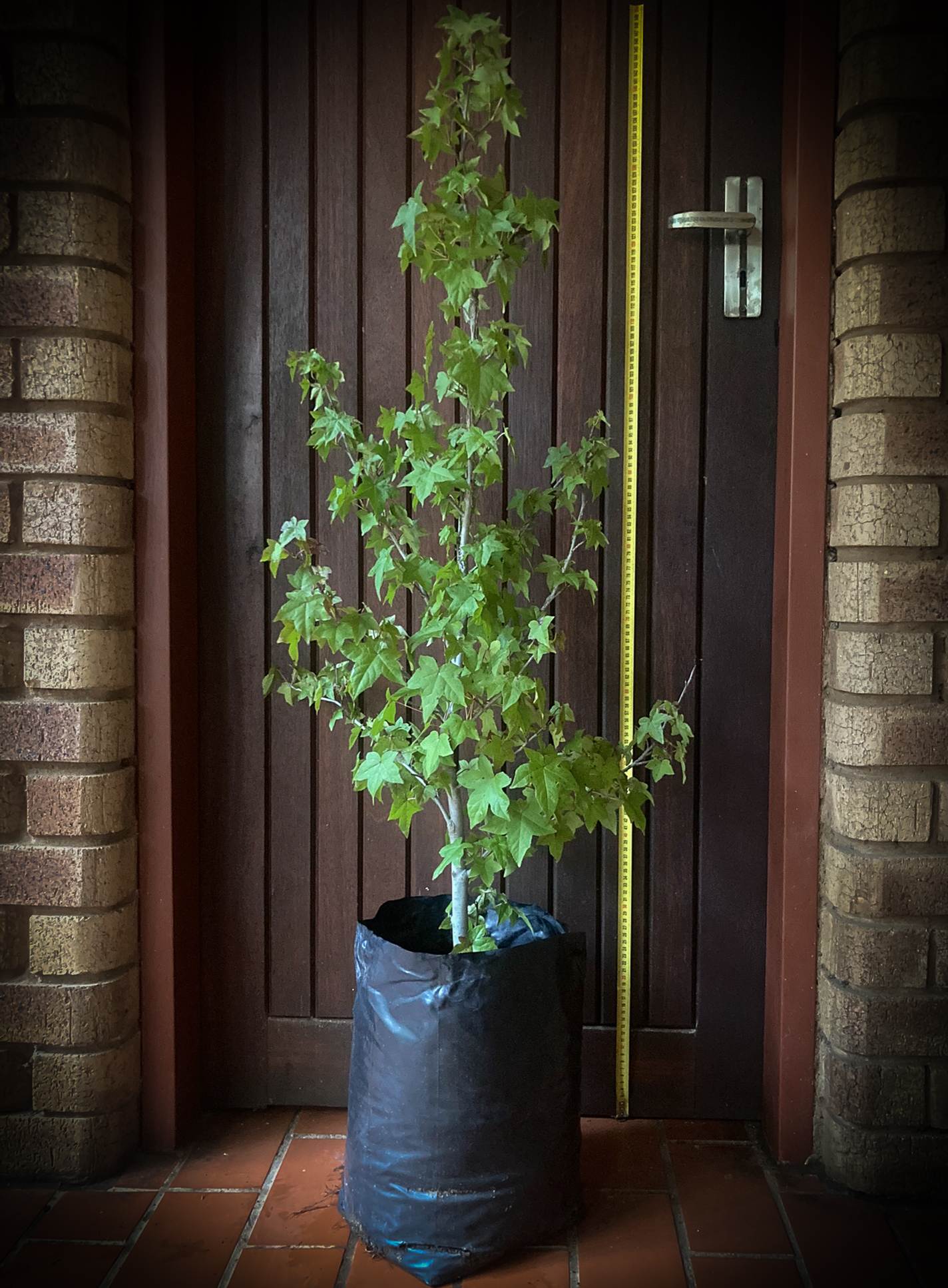 Liquidambar styraciflua Trees for sale