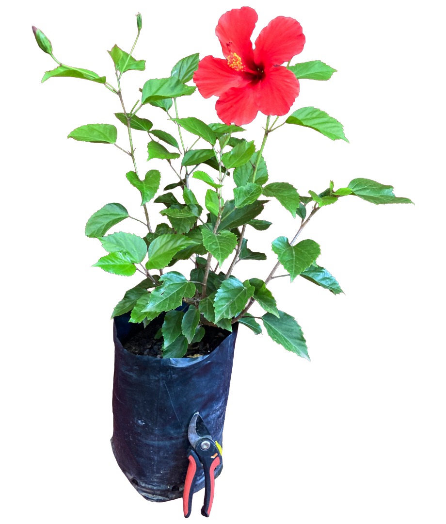 Hibiscus plants for sale