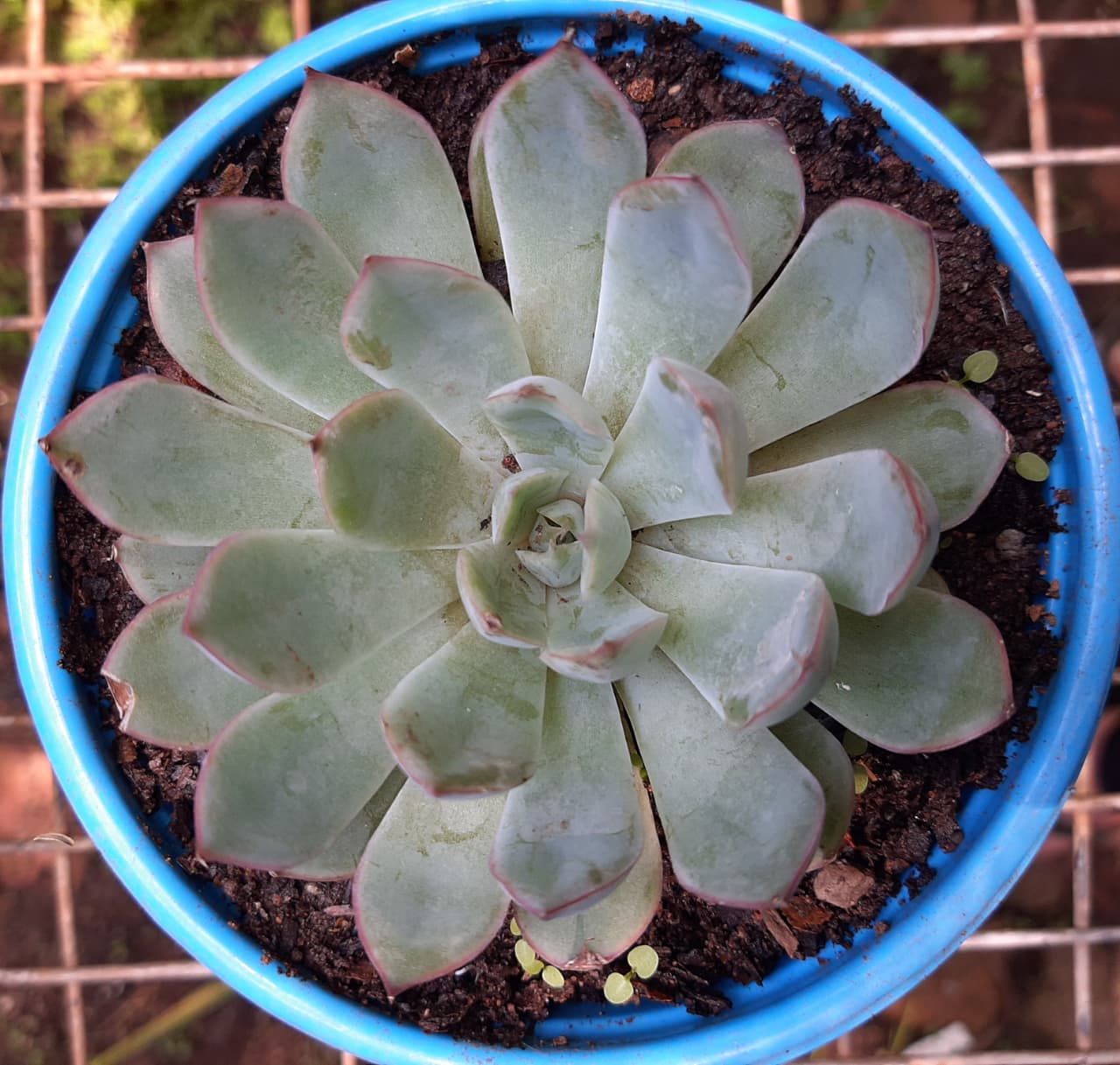 Echeveria for sale Pretoria