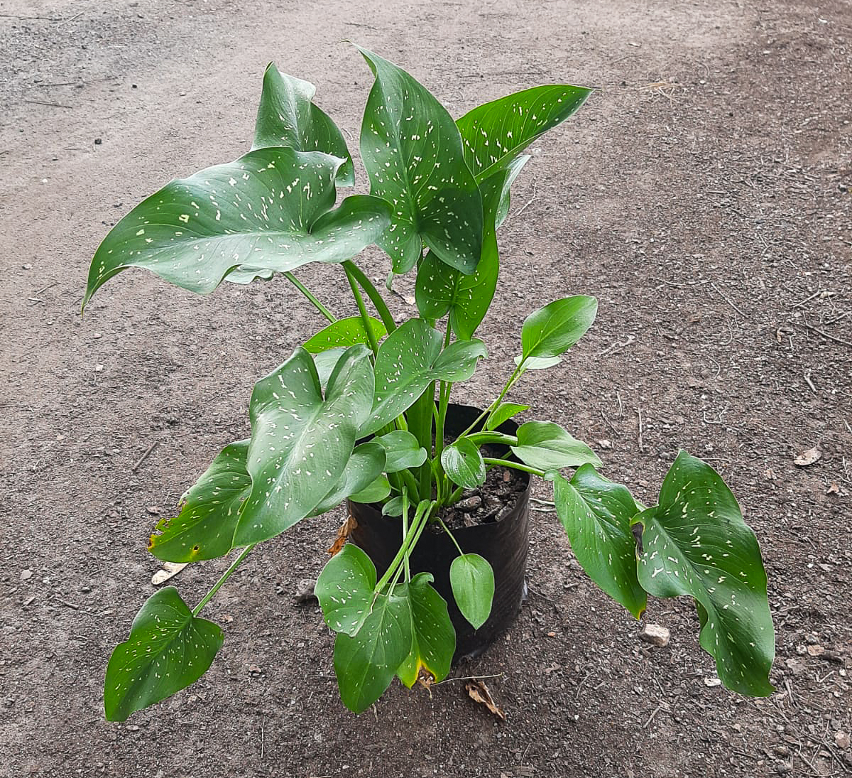 White Arum lilies for sale Pretoria