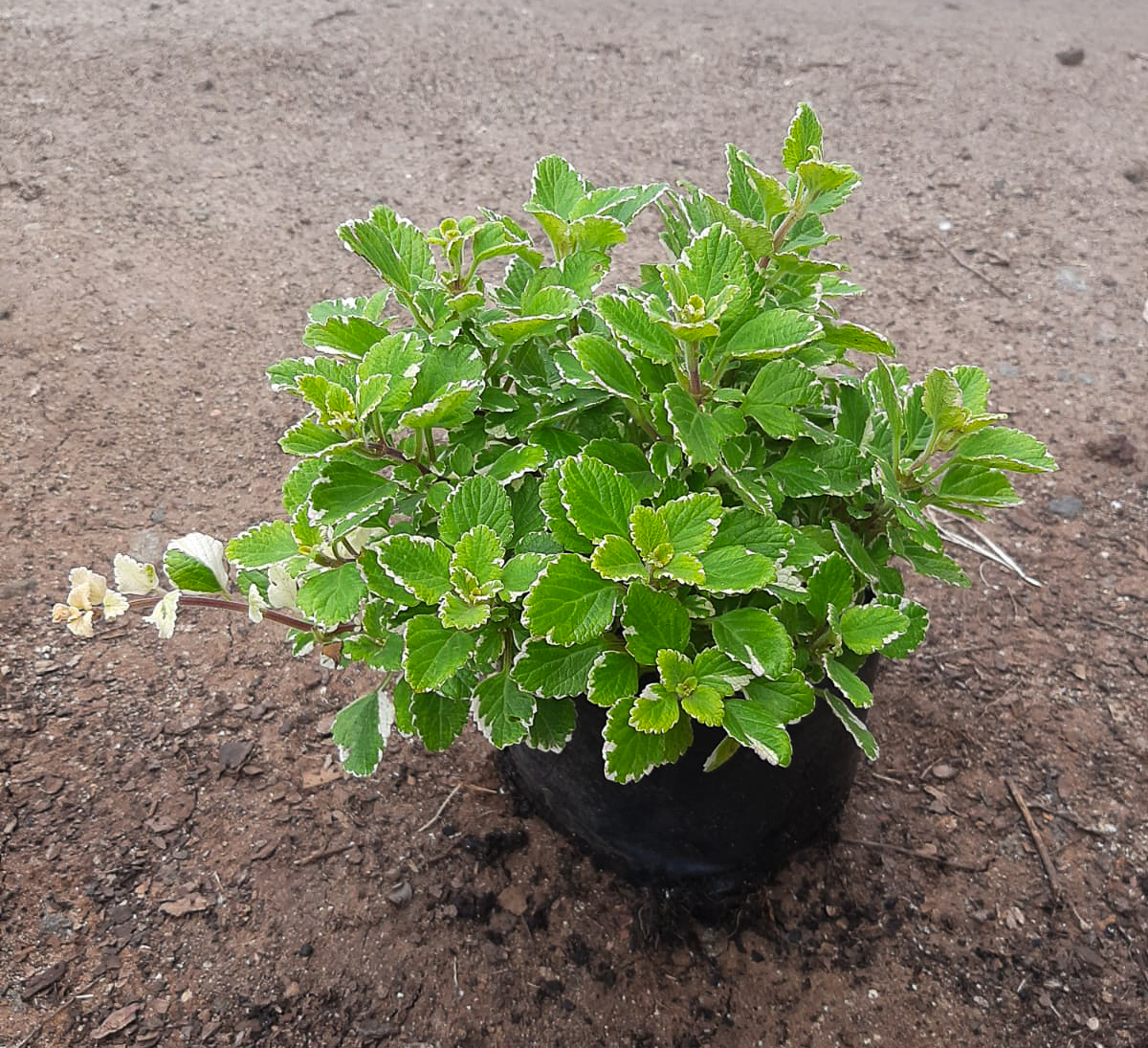 Plectranthus for sale Pretoria