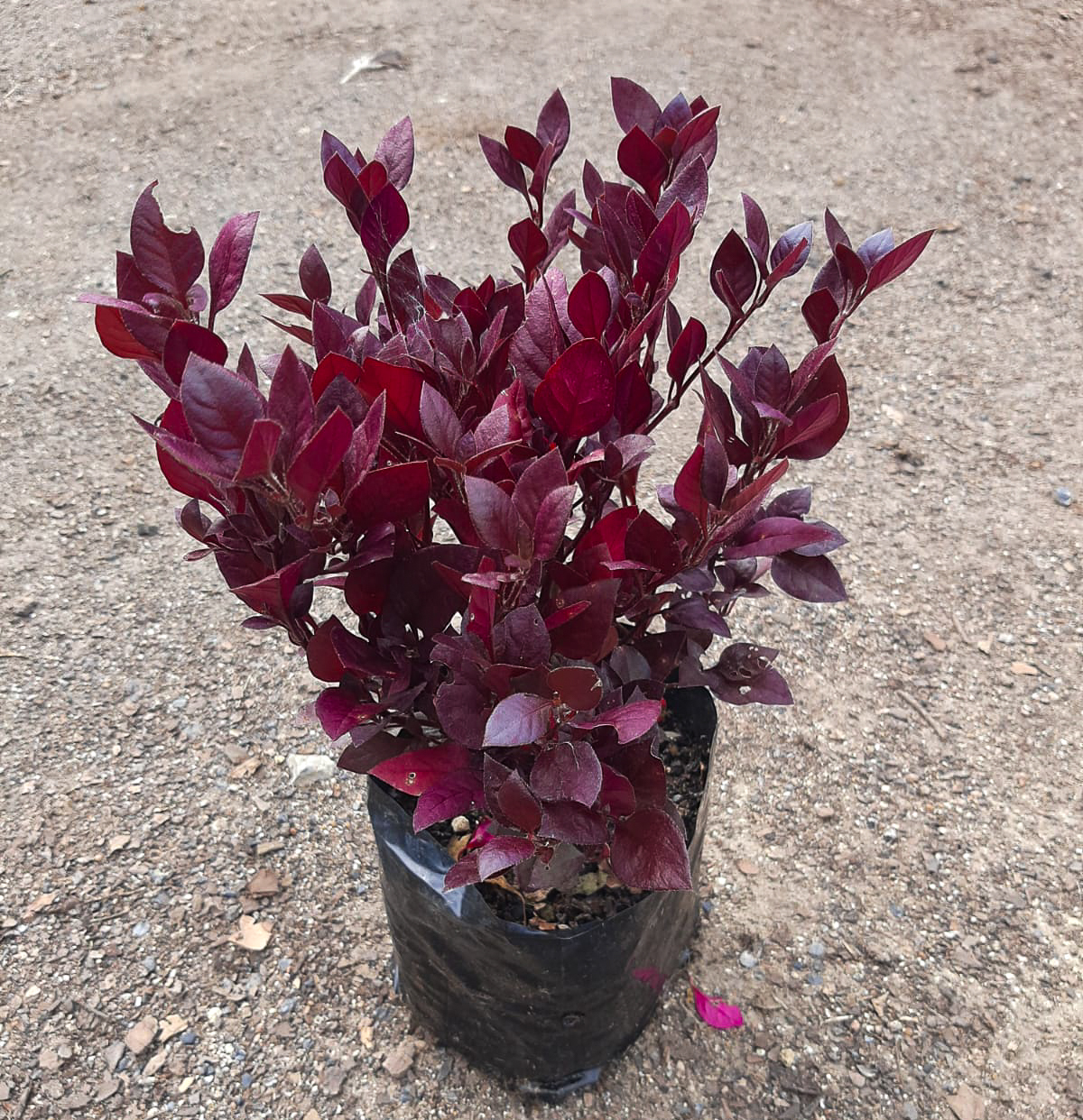 Polygala bush for sale